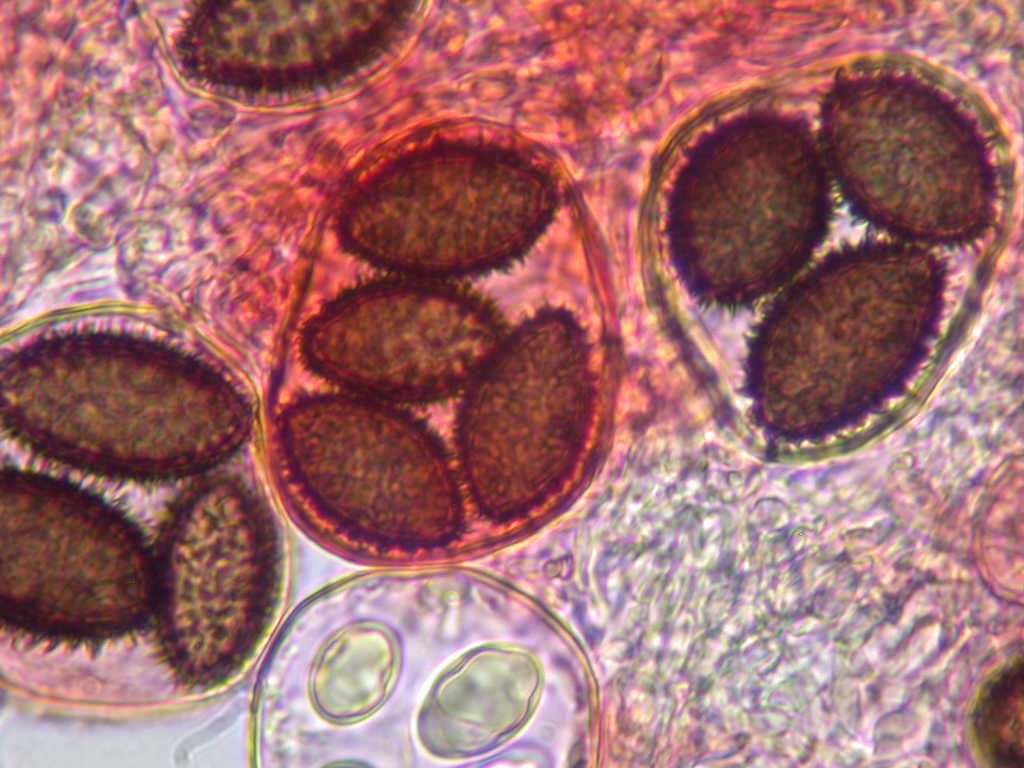 Con l''aiuto del microscopio... QUIZ